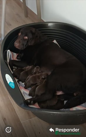 Labrador Retriever perros Cachorros de labrador chocolate top - Anuncio 1