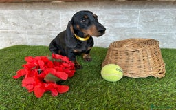 Teckel perros en venta: Preciosos TECKEL  - Imagen 3