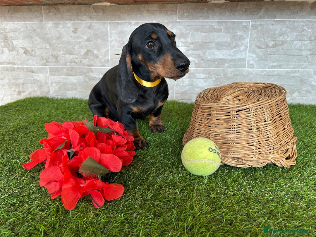 Teckel perros en venta: Preciosos TECKEL  - Imagen 3