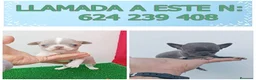 Chihuahua perros en venta: PRECIOSOS CHIHUAHUA RUSO Y ASIÁTICO  - Anuncio 7