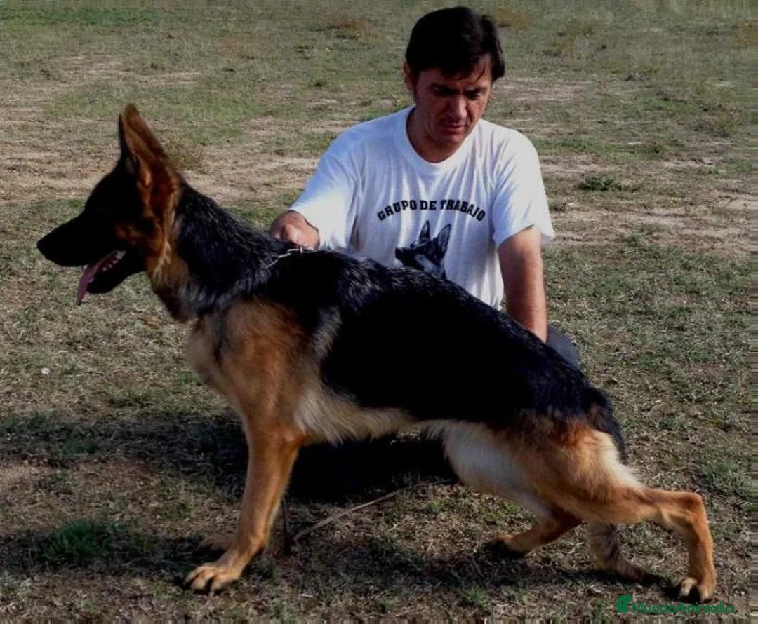 Pastor Alemán perros en venta: Cachorro de Pastor Alemán en Madrid - Anuncio 2