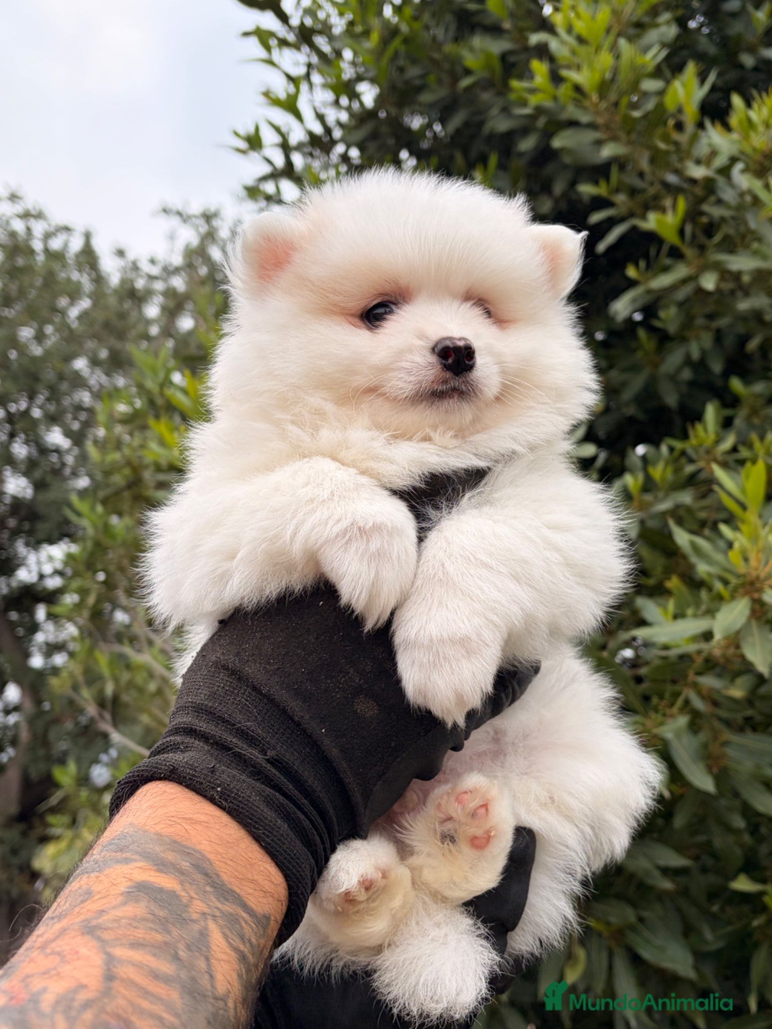 Pomsky perros Pomsky ultra mini - Anuncio 1