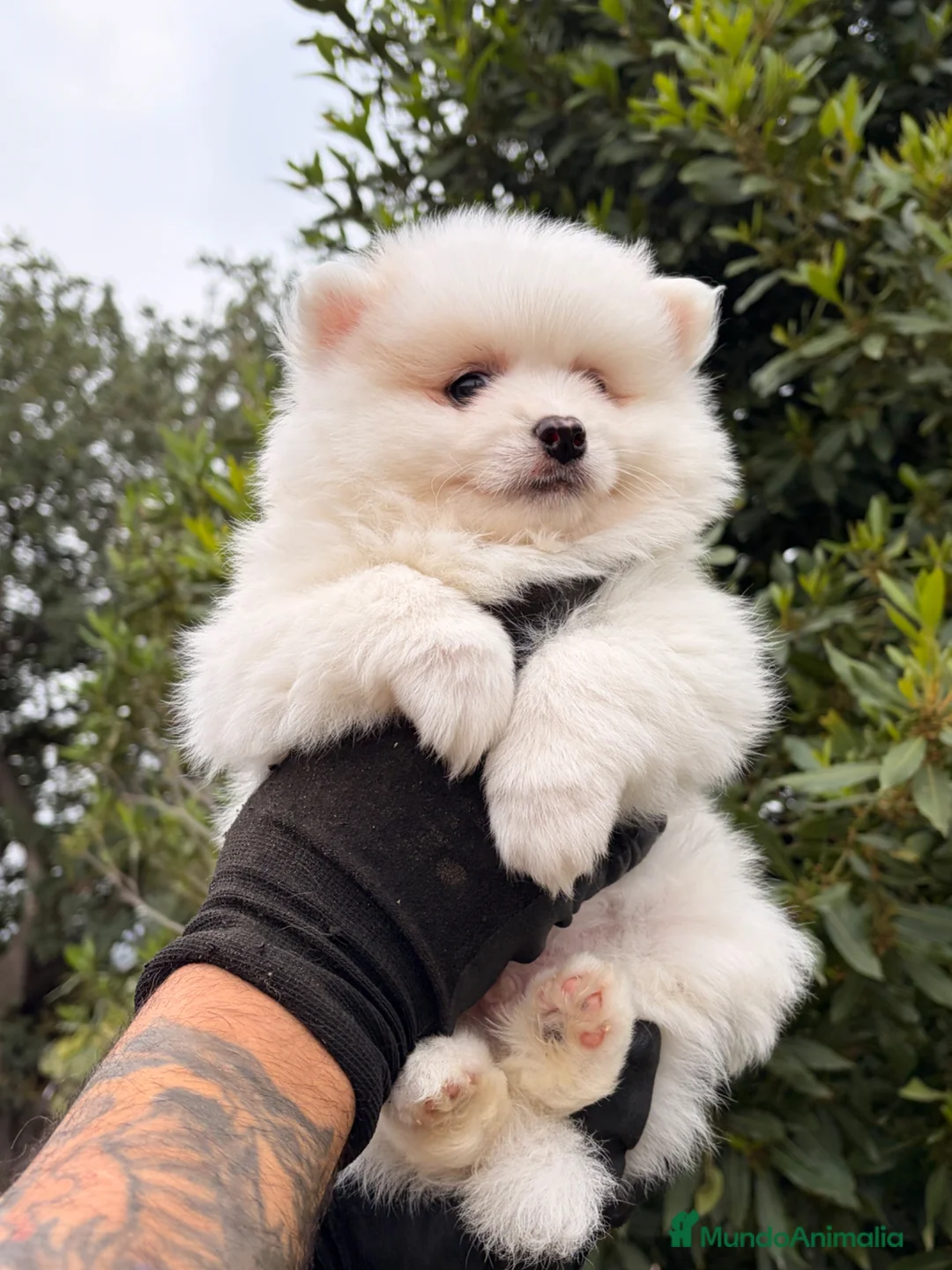 Pomsky perros en venta: Pomsky ultra mini - Anuncio 1