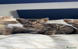 Bengalí gatos en venta: Gatitos bengalíes  - Imagen 3