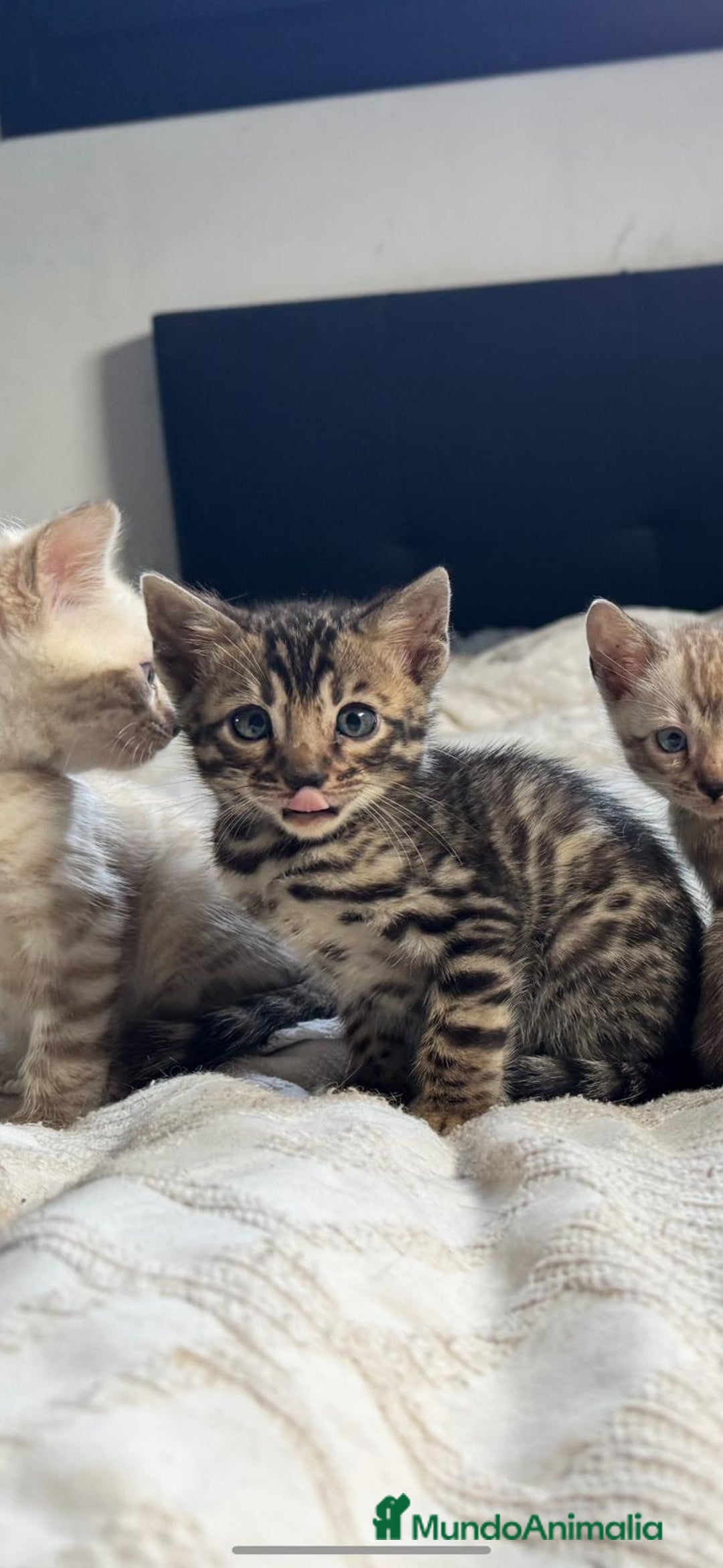 Bengalí gatos en venta: Gatitos bengalíes  - Imagen 3