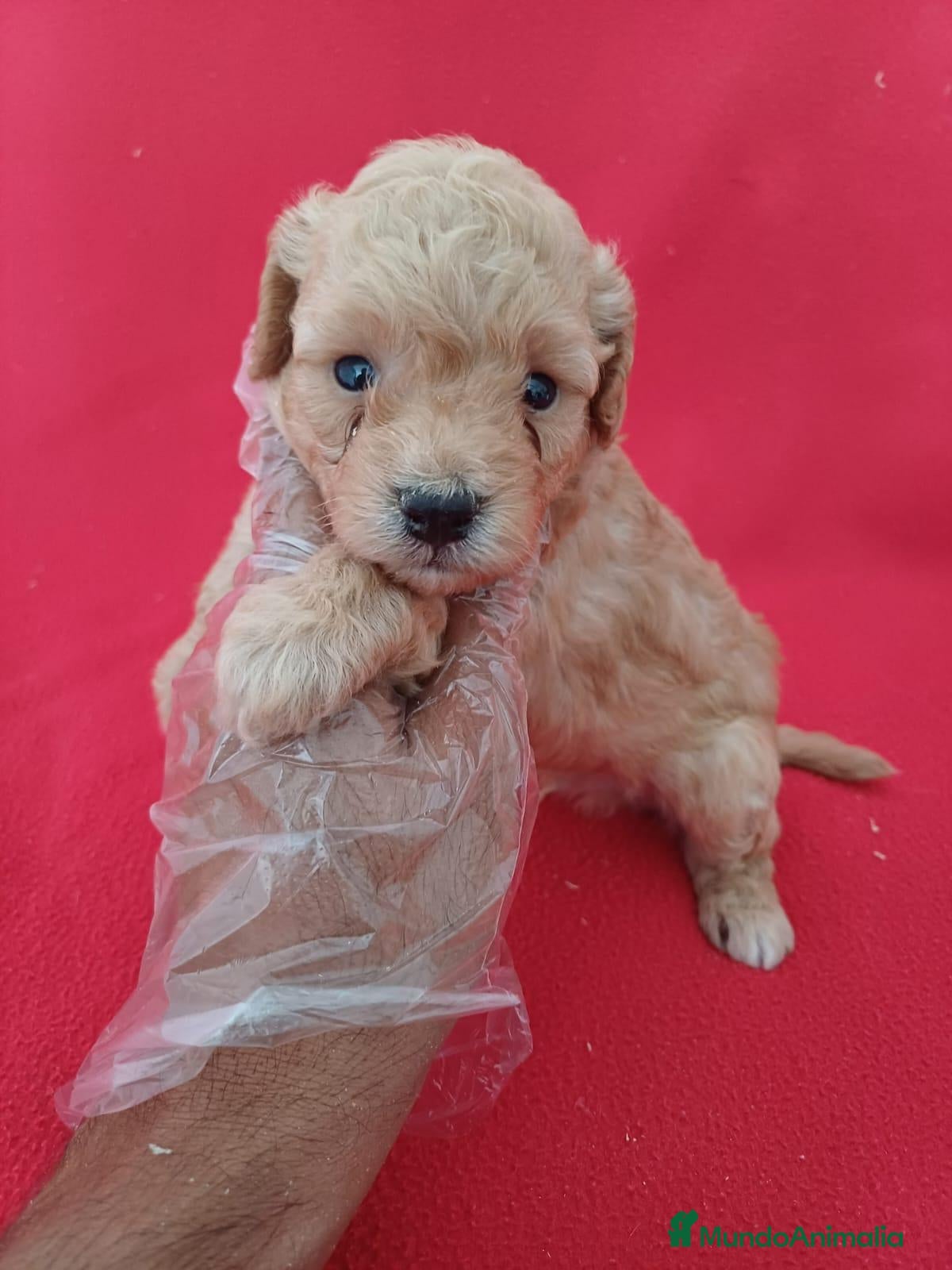 Maltipoo perros Maltipoo  - Anuncio 3