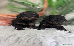 Caniche Toy perros en venta: CANICHE TOY HEMBRA - Imagen 3