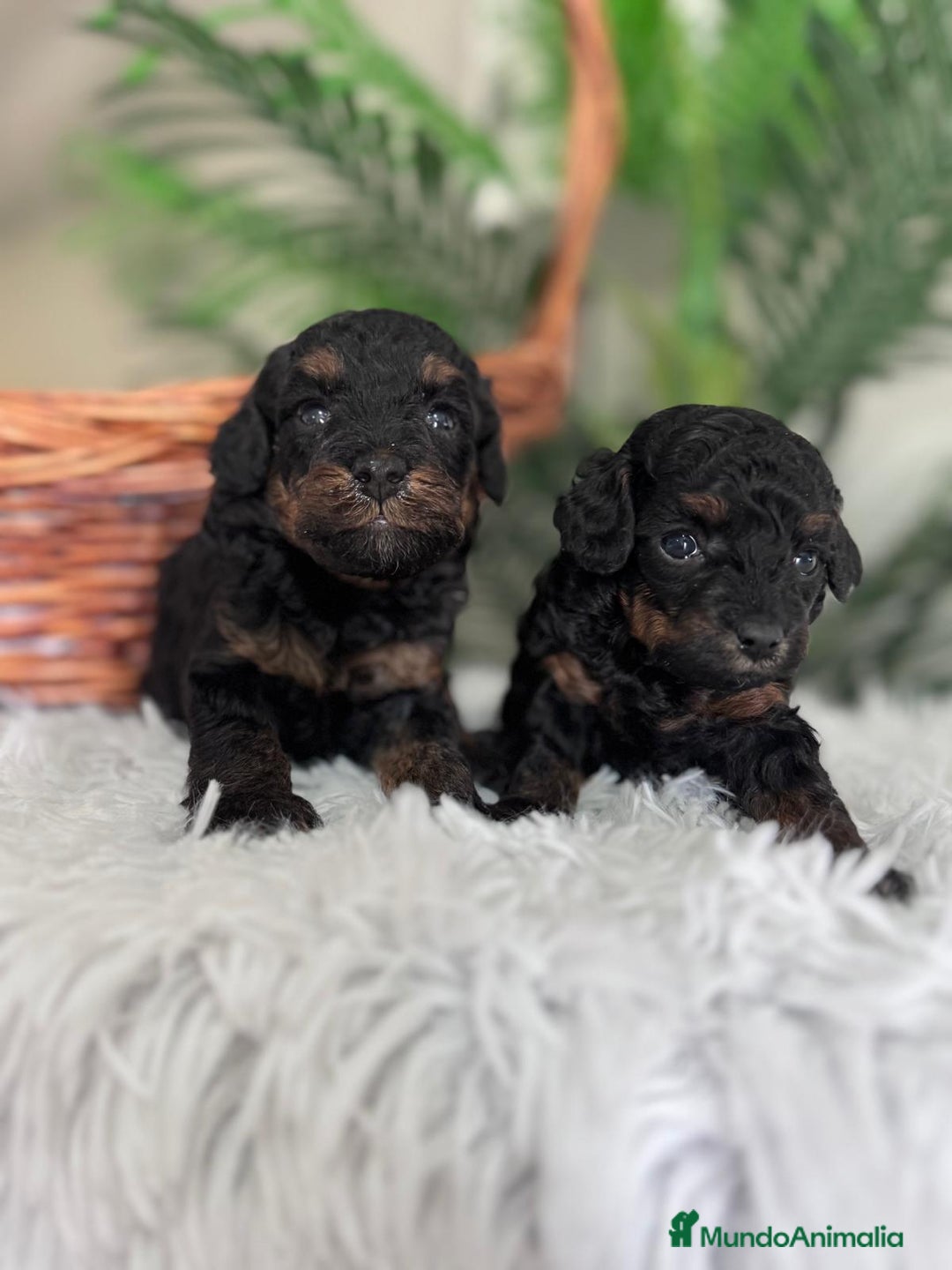 Caniche Toy perros en venta: CANICHE TOY HEMBRA - Imagen 3