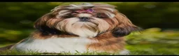 Shih Tzu perros en venta: Shih Tzu  - Anuncio 3