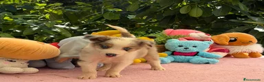 Border Collie 2