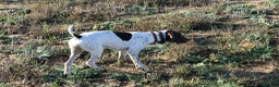 Braco Francés tipo Pirineos Talla Pequeña perros en venta: RESERVA DE CAMADA "F" DE BRACO BRANCÉS - Anuncio 25