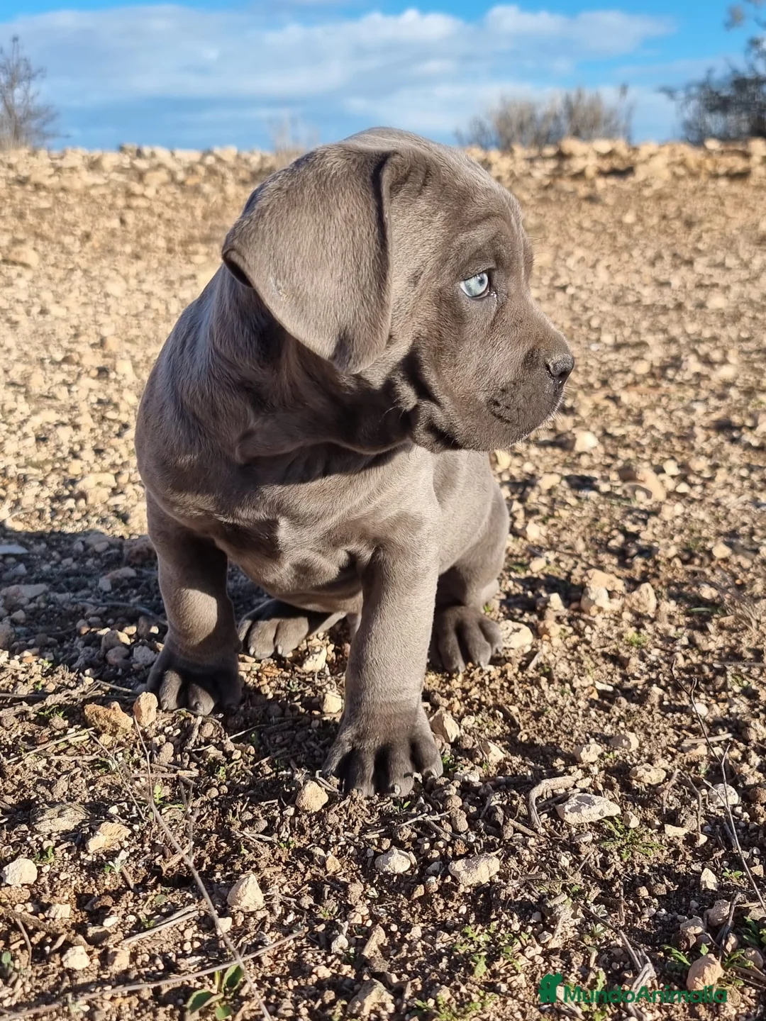 Cane Corso perros en venta: Cachorros de Cane Corso - Anuncio 3