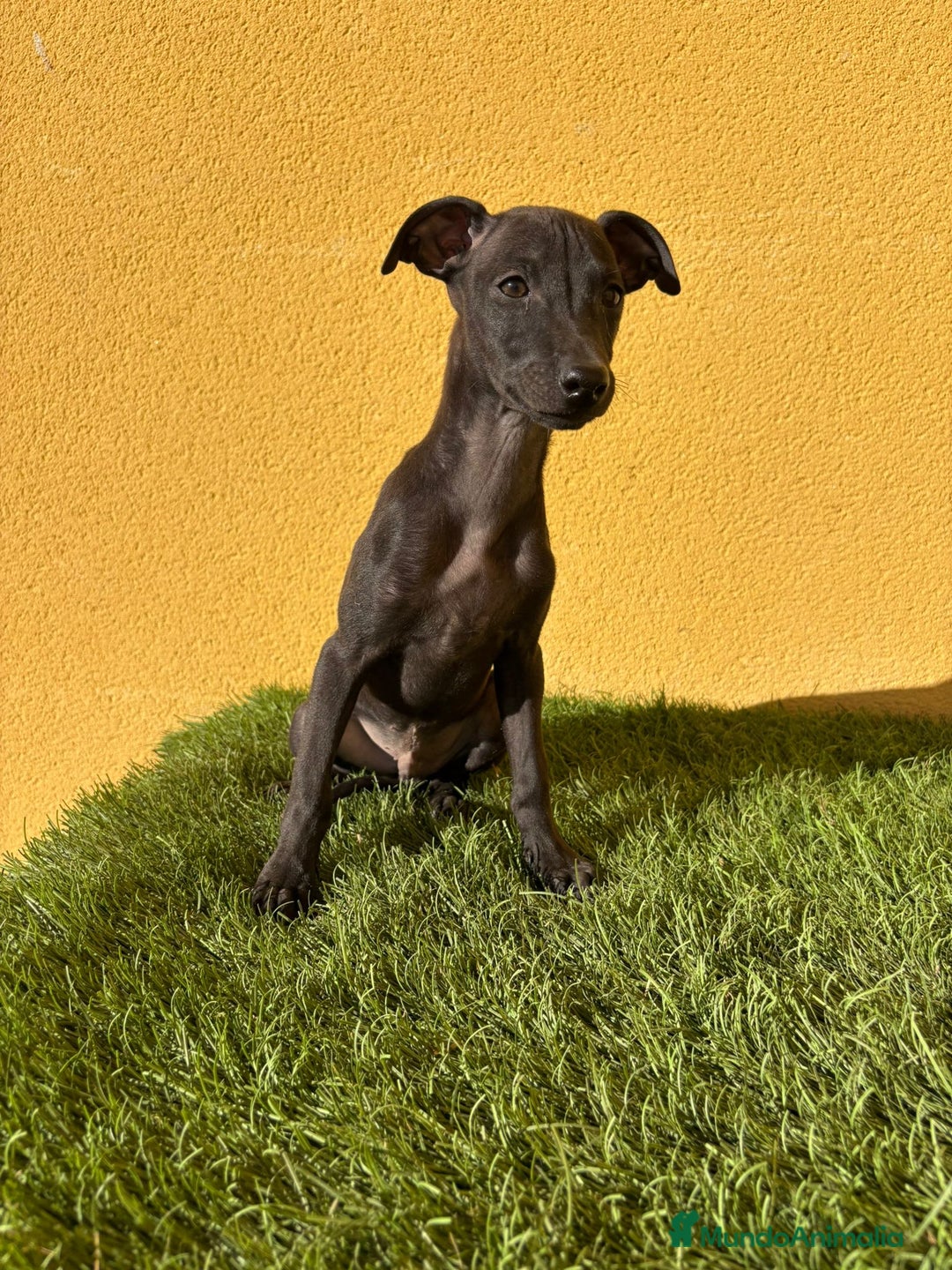 Pequeño Lebrel Italiano perros en venta: Piccolo Lebrel Italiano galgito macho - Imagen 11