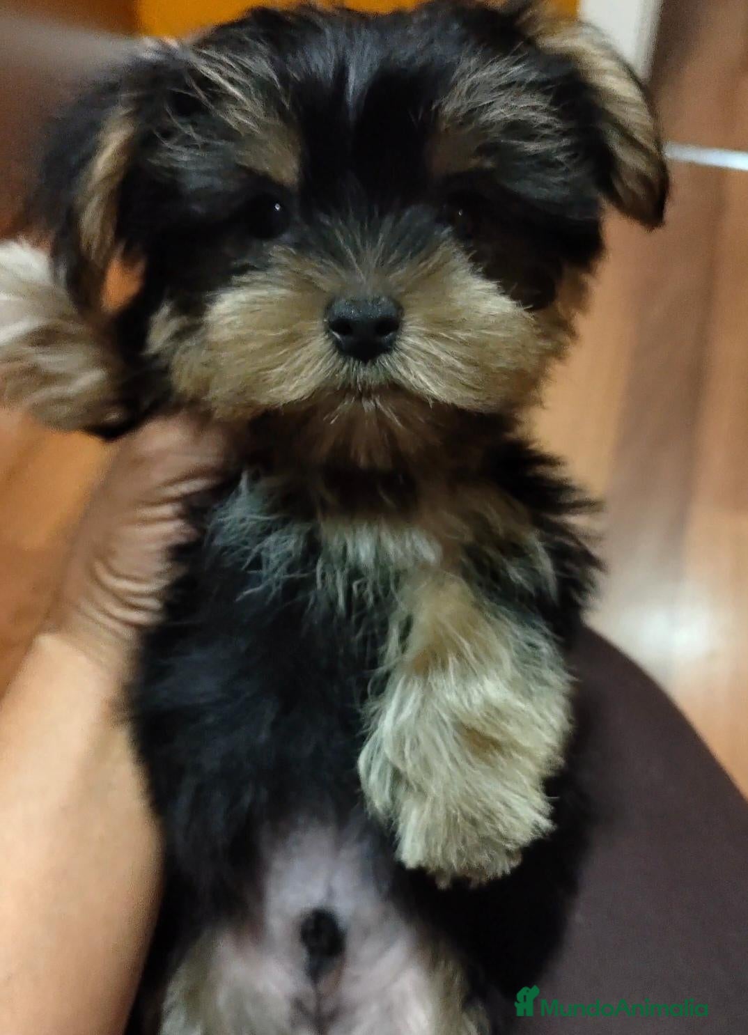 Yorkshire Terrier perros Yorkshire Toy Macho - Anuncio 29