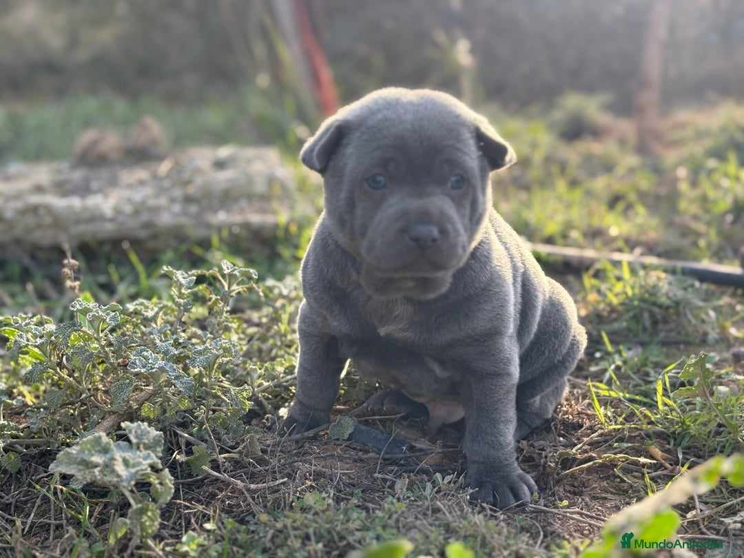 Thai Ridgeback Dog perros en venta: 🐕🐾🐾 Thai Ridgeback Dog - Exclusividad Absoluta! - Anuncio 7