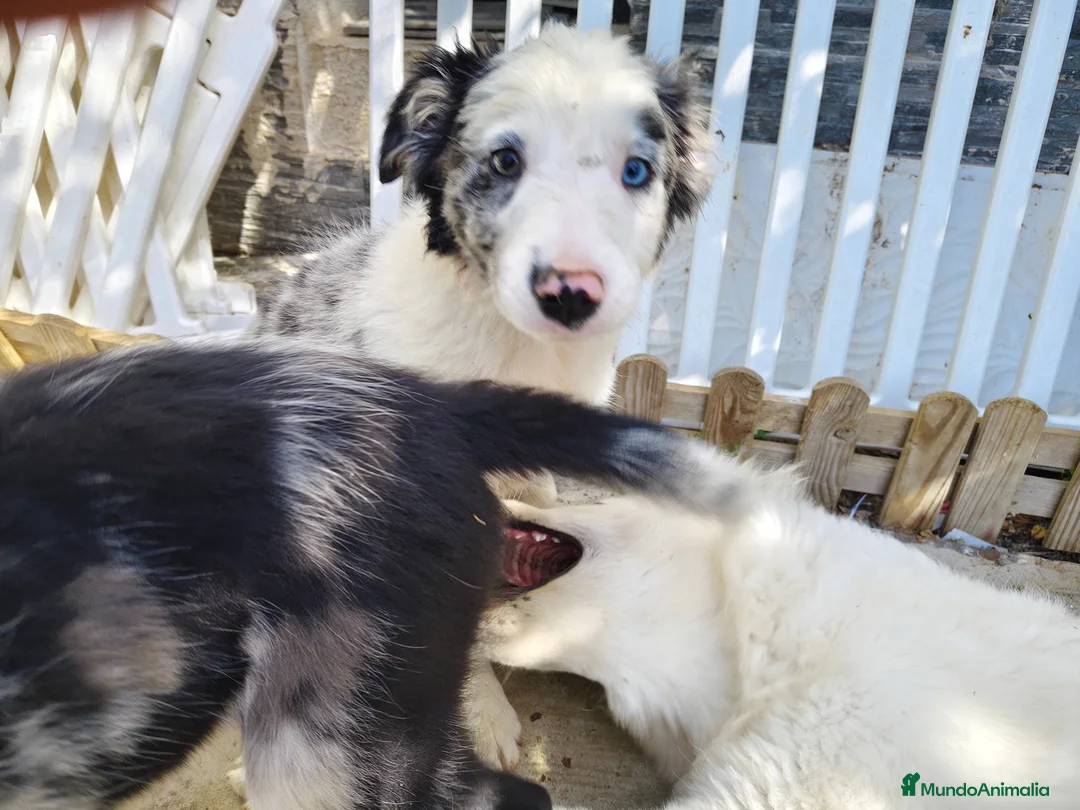 Border Collie perros en venta: Border collie merle blue - Anuncio 1