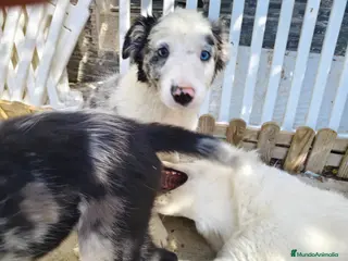 Border Collie perros Border collie merle blue - Anuncio 2