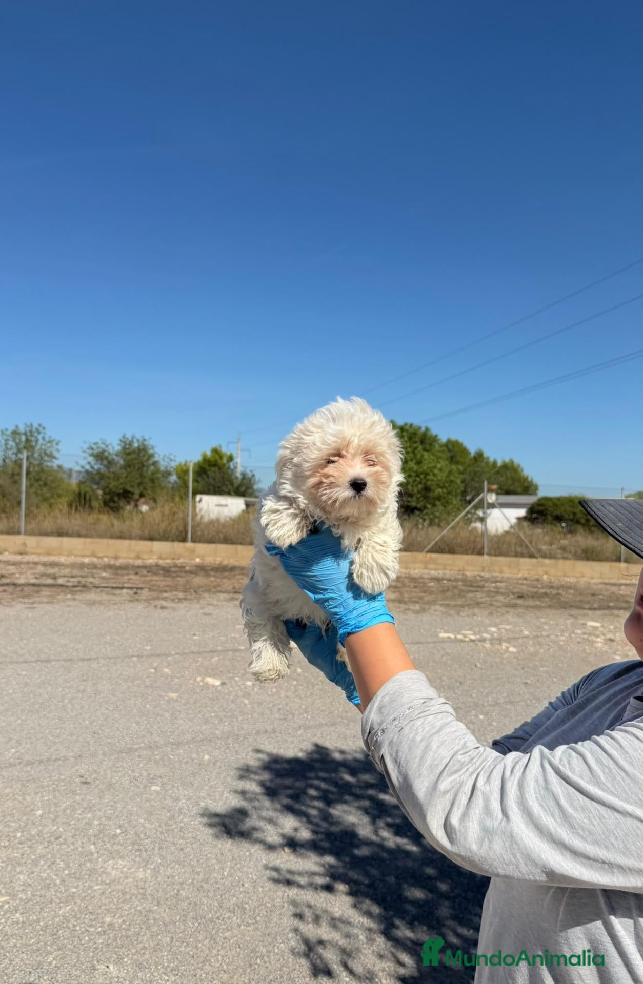 Bichón Maltés perros BICHÓN MALTÉS - 💖 DISPONIBLE - Anuncio 2