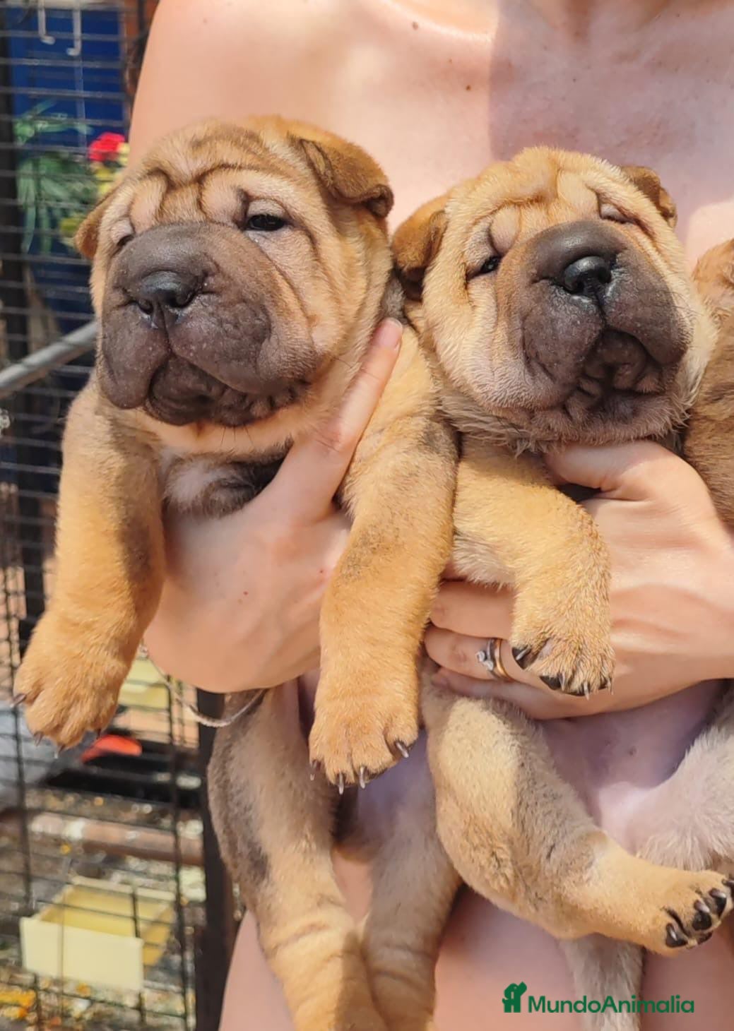 Shar Pei perros Cachorros de shar-pei - Anuncio 2
