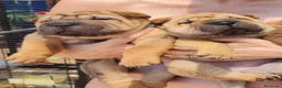 Shar Pei perros en venta: Cachorros de shar-pei - Anuncio 1