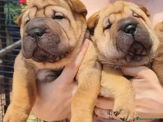 Shar Pei perros Cachorros de shar-pei - Anuncio 1