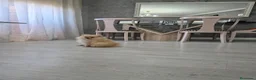 Pomerania perros en venta: Precio real. Pomerania. Máxima calidad  - Anuncio 7