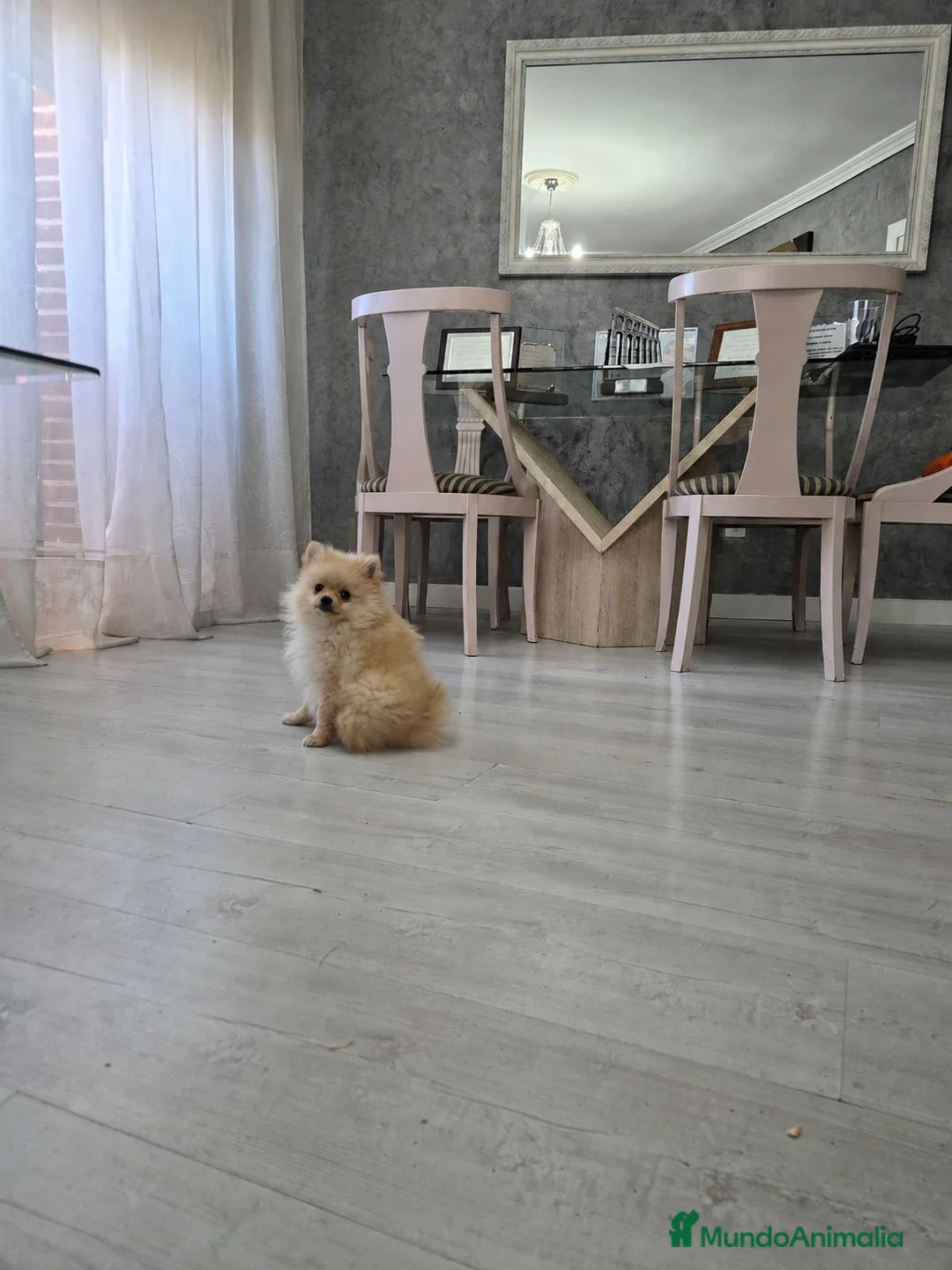 Pomerania perros en venta: Precio real. Pomerania. Máxima calidad  - Anuncio 7