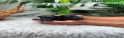Maltipoo perros en venta: MALTIPOO - Anuncio 9