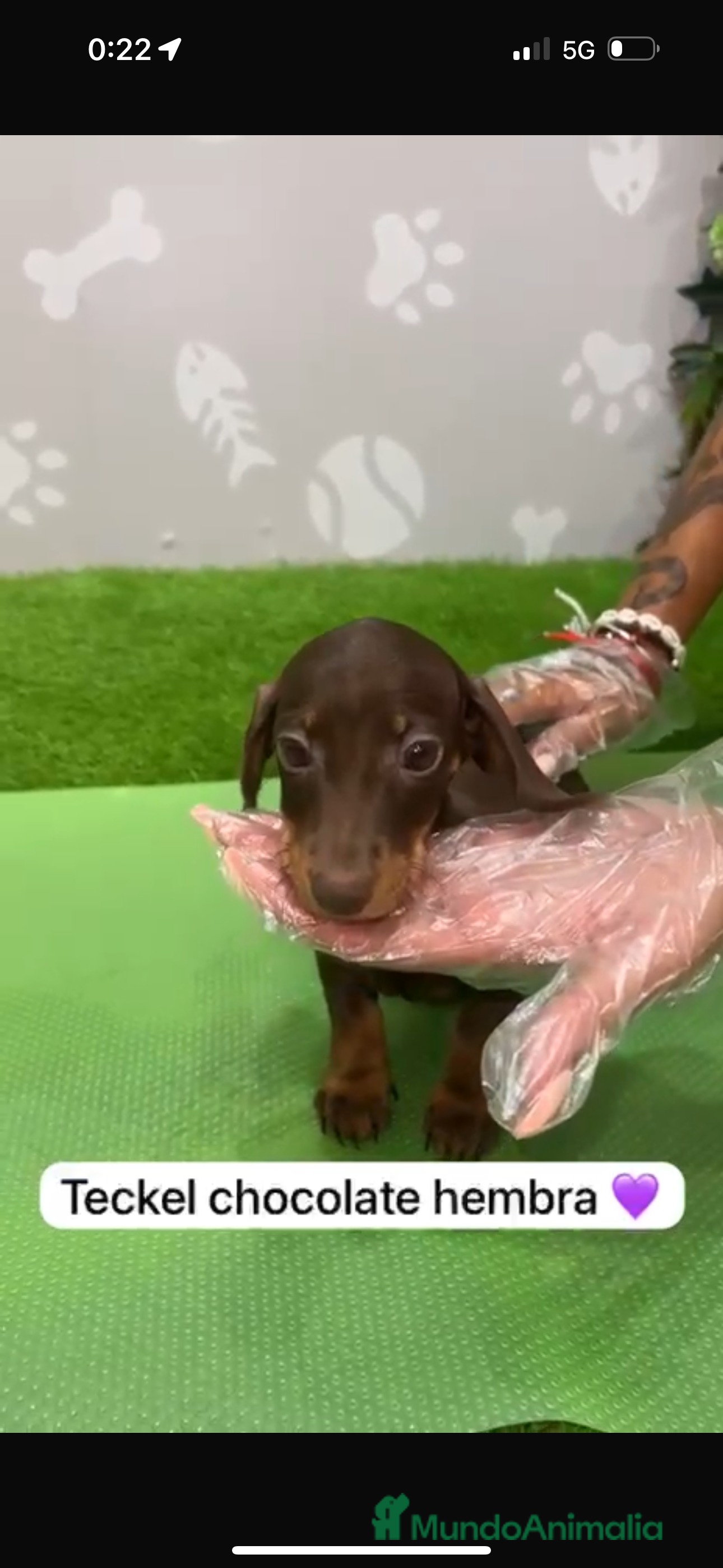 Teckel Miniatura perros Teckel hembra mini chocolate - Anuncio 7