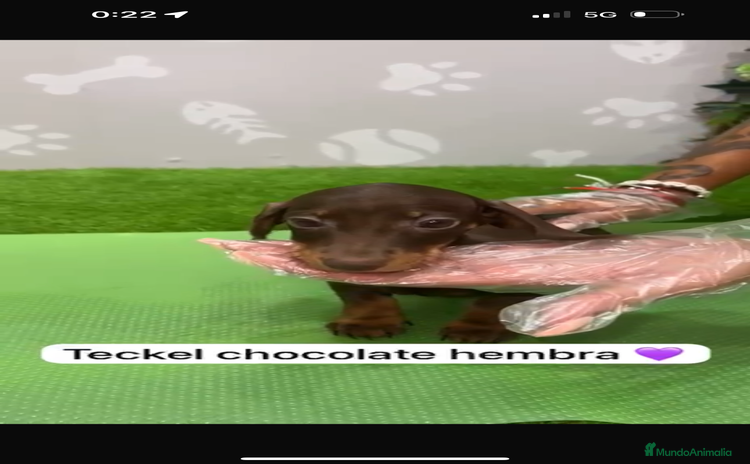 Teckel Miniatura perros - Propaganda 2