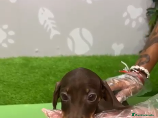 Teckel Miniatura perros Teckel hembra mini chocolate - Anuncio 6