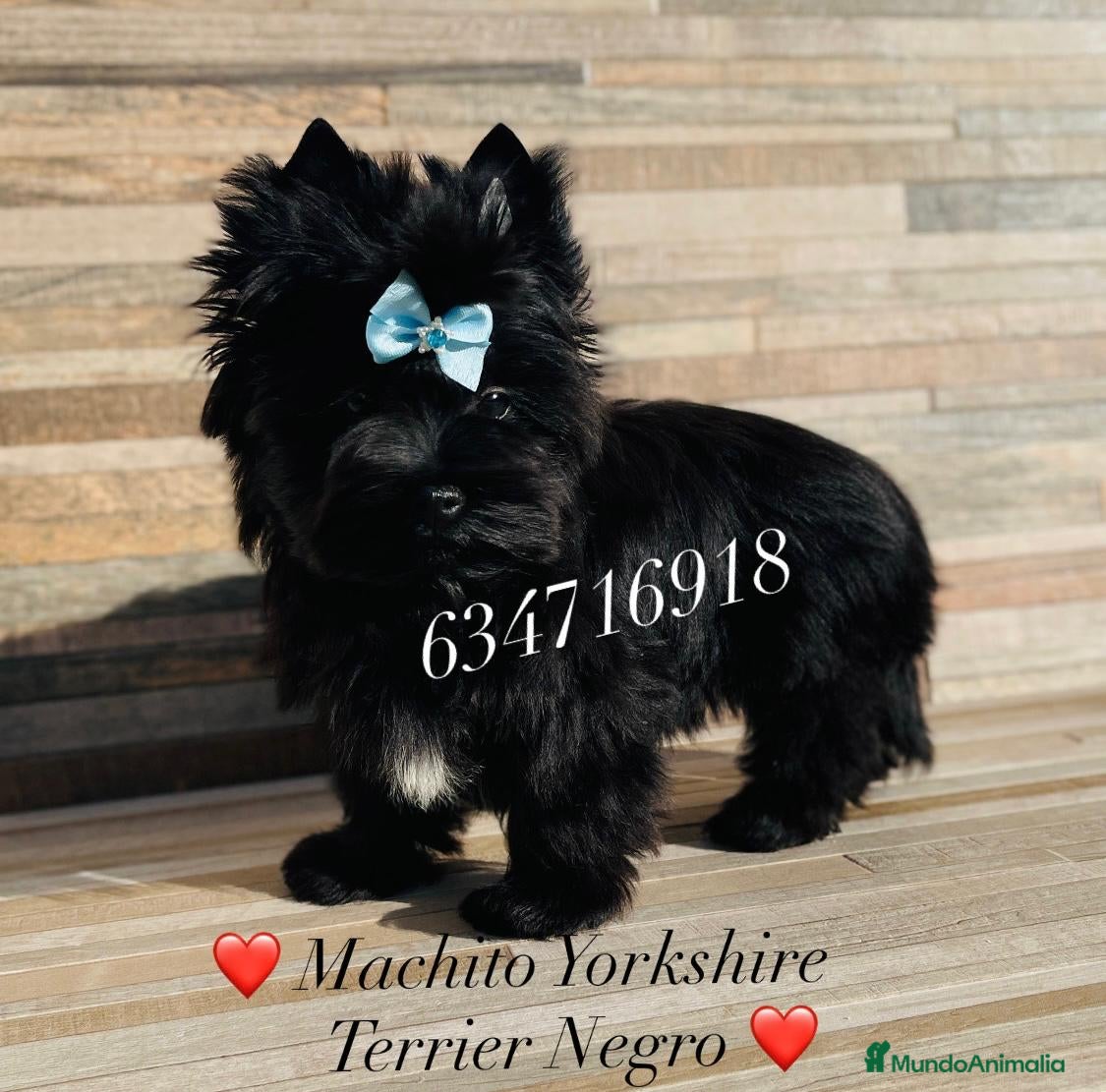 Yorkshire Terrier perros Exótico machito yorkshire black toy - Anuncio 1
