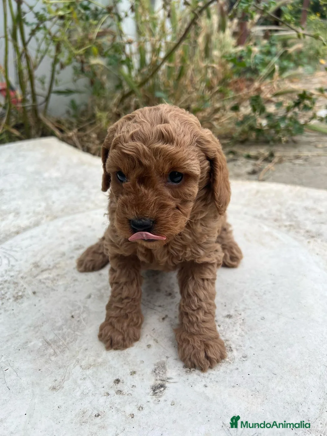 Caniche Enano perros en venta: HEMBRA CANICHE ROJA DE PADRES ENANOS en Madrid - Anuncio 4