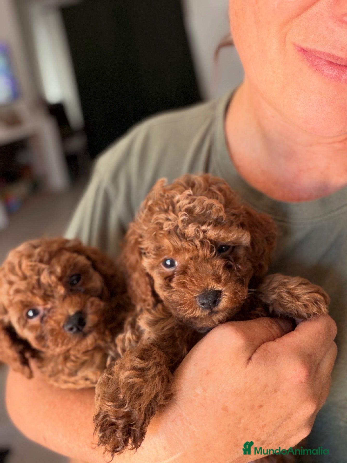 Caniche Toy perros Caniche toy - Anuncio 2