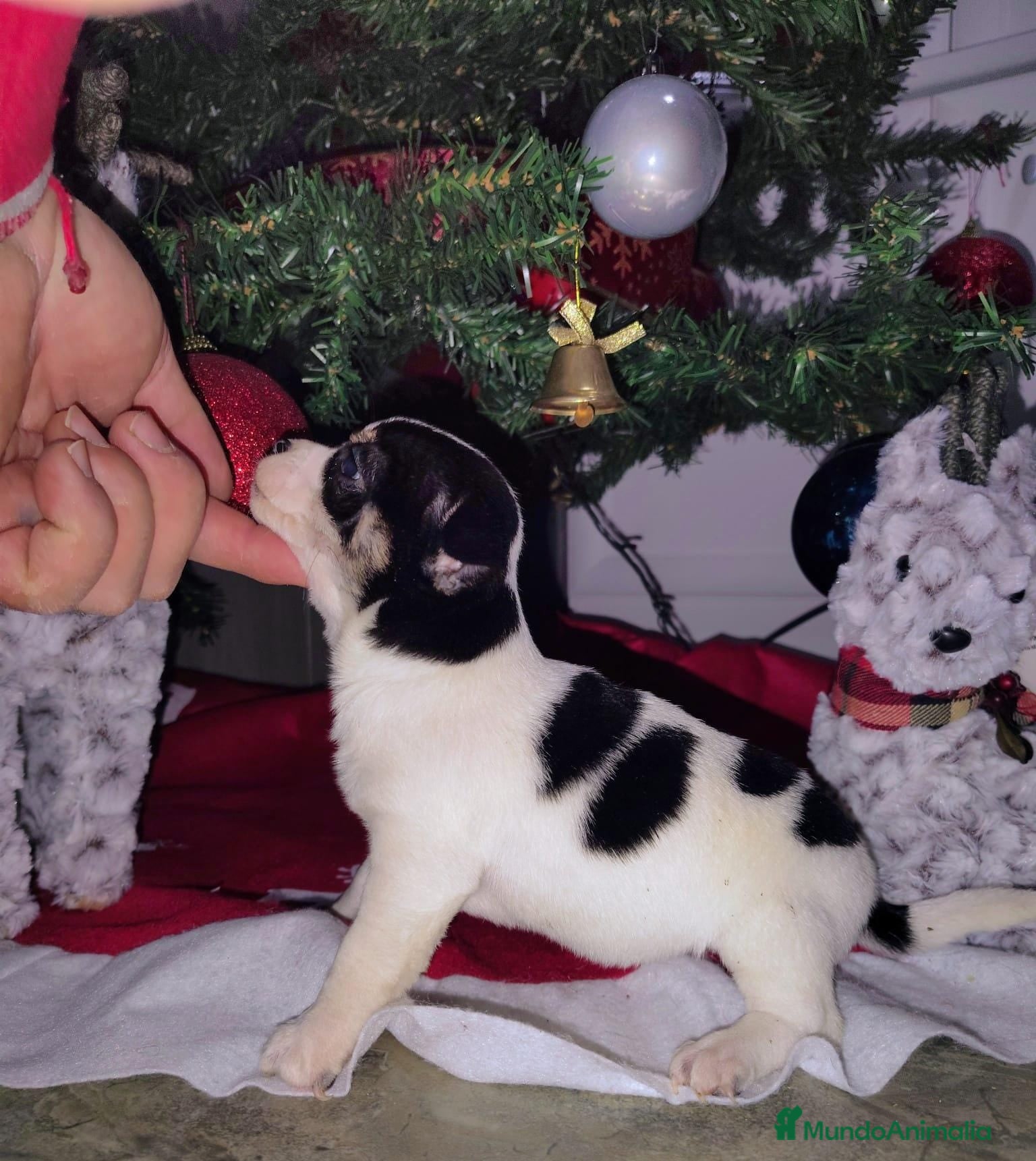 Chihuahua perros Chihuahua  - Anuncio 18