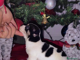 Chihuahua perros Chihuahua - Anuncio 15