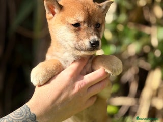 Shiba Inu perros Shiba Inu rojo - Anuncio 5