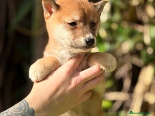 Shiba Inu perros Shiba Inu rojo - Anuncio 24