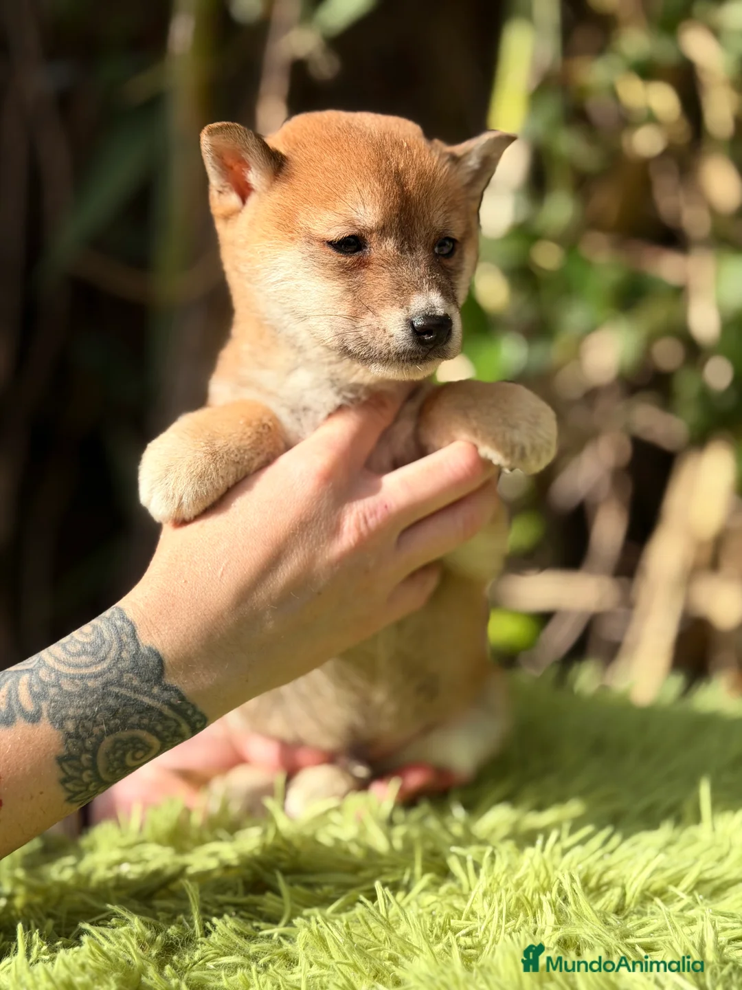 Shiba Inu perros en venta: Shiba Inu rojo  - Anuncio 1