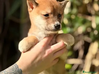 Shiba Inu perros Shiba Inu rojo - Anuncio 1