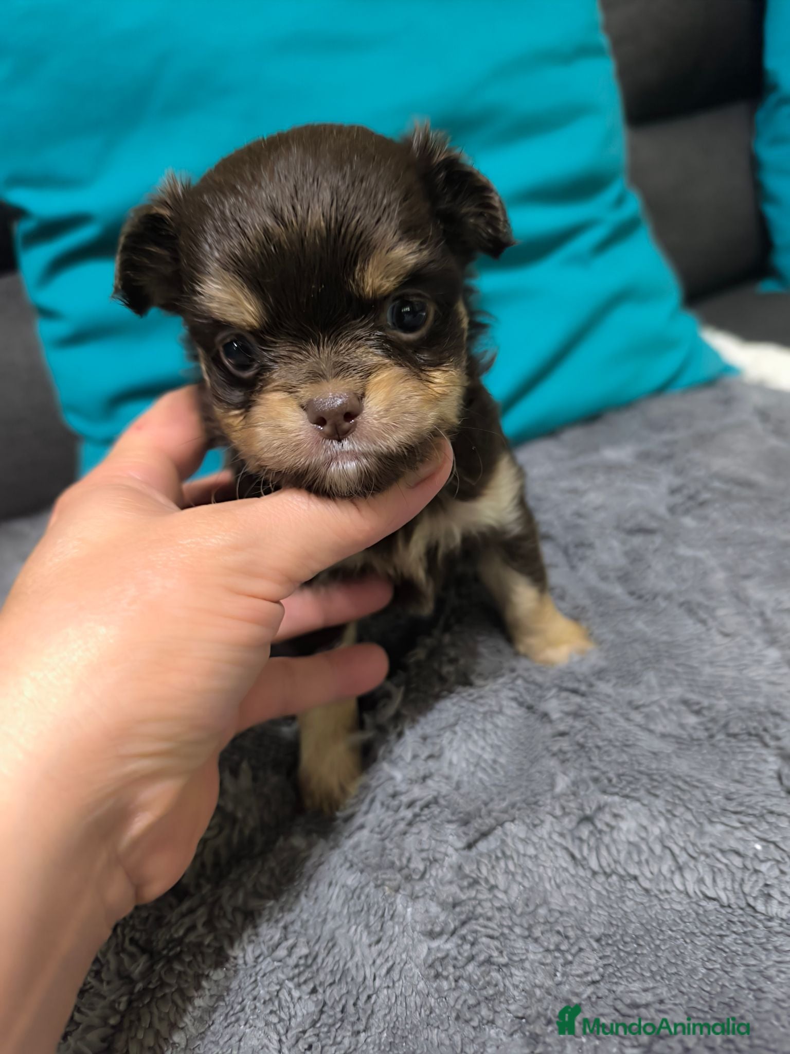 Chihuahua perros Chihuahua mini en Curtis la Coruña  - Anuncio 15