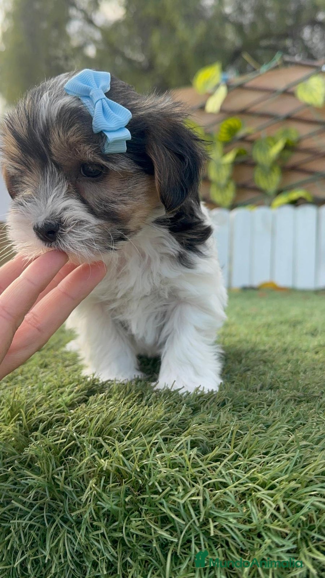 Yorkshire Terrier perros en venta: YORKSHIRE BIEWER - Anuncio 8