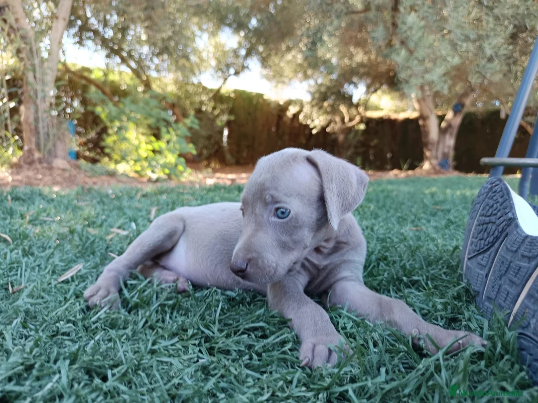 Weimaraner perros en venta: Hembrita Weimaraner  - Anuncio 2