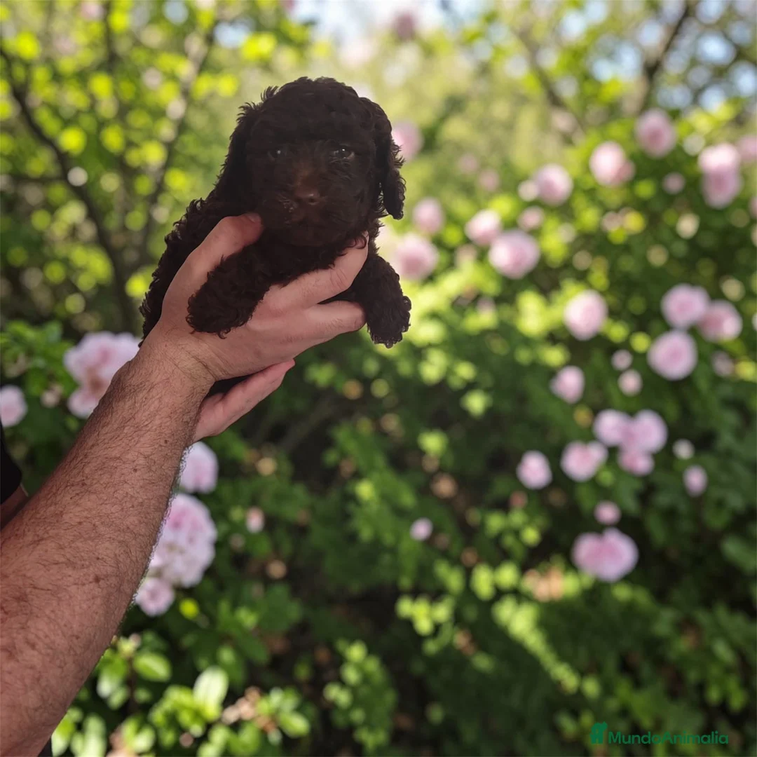 Raza Mixta perros en venta: Caniche chocolate  - Anuncio 1