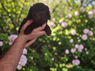 Raza Mixta perros Caniche chocolate - Anuncio 1