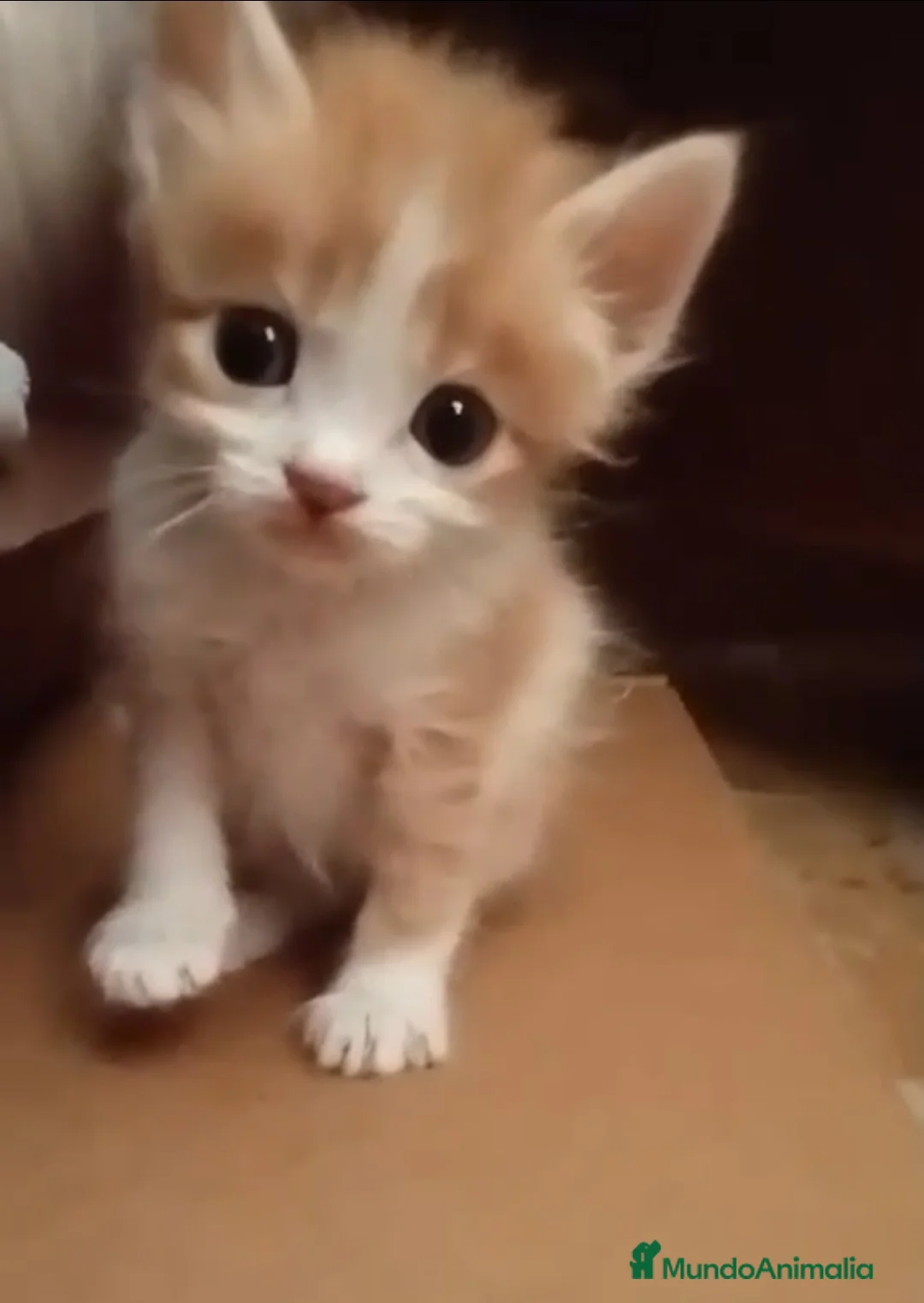 Raza Mixta gatos en venta: Gatitos raza mixta - Anuncio 1