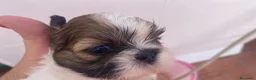 Shih Tzu perros en venta: Tesoros de la Lola - Anuncio 2