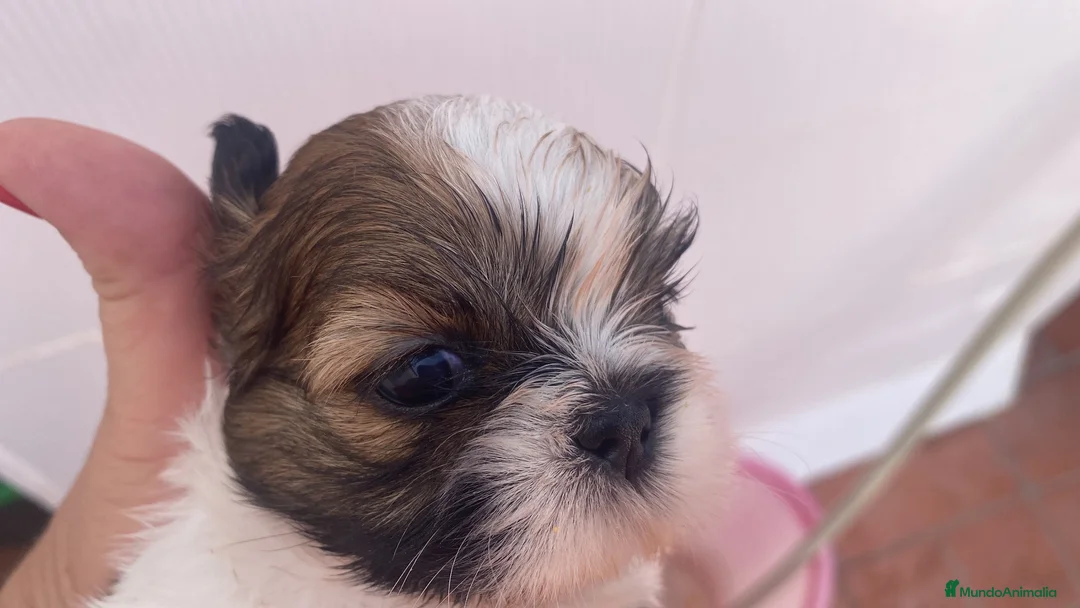 Shih Tzu perros en venta: Tesoros de la Lola - Anuncio 2
