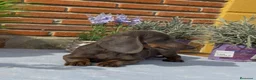 Teckel Miniatura perros en venta: Teckel mini gris - Anuncio 5