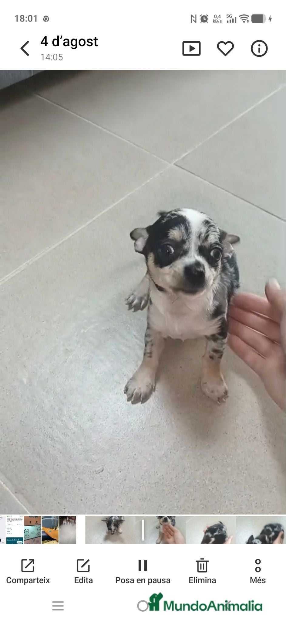 Chihuahua perros Chihuahua Merle macho  - Anuncio 26